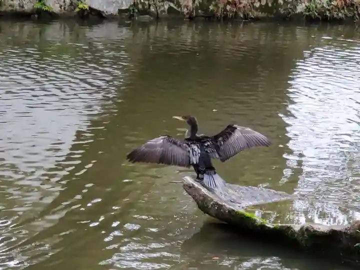 太宰府天満宮の動物