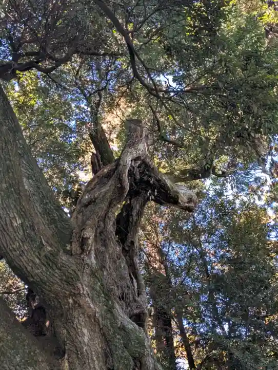 大杉神社の{uncategorized: "未分類", other: "その他", undefined: "問題あり", building: "その他建物", grave: "お墓", sacred_gate: "鳥居", guardian: "狛犬", statue: "像", buddha: "仏像", history: "歴史", nature: "自然", garden: "庭園", animal: "動物", pagoda: "塔", temizu: "手水舎", mountain_gate: "山門・神門", sanctuary: "本殿・本堂", subordinate: "末社・摂社", art: "芸術", scenery: "景色", jizo: "地蔵", ema: "絵馬", goshuin: "御朱印", omikuji: "おみくじ", items: "授与品その他", amulet: "お守り", goshuincho: "御朱印帳", eats: "食事", festival: "お祭り", votive_dance: "神楽", shichigosan: "七五三参", wedding: "結婚式", experience: "体験その他", initially: "初詣", around: "周辺", anti_infection: "感染症対策"}