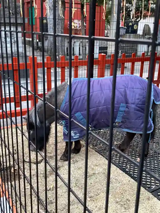 神田神社(神田明神)の動物