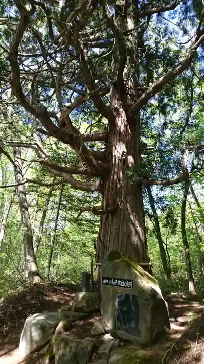戸隠神社火之御子社の自然