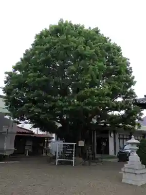 嶺白山神社の自然