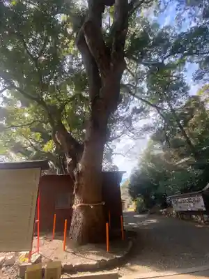 宮原神社の自然