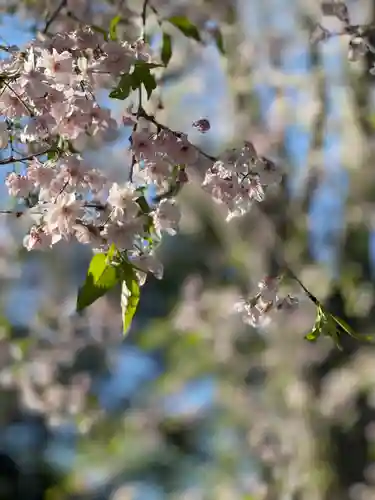結城諏訪神社の自然