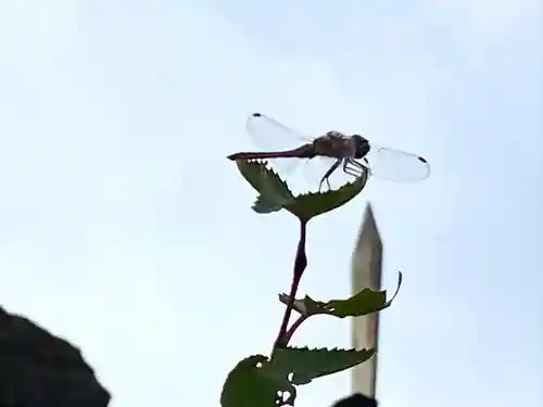 高峯神社(大室神社奥宮)の動物