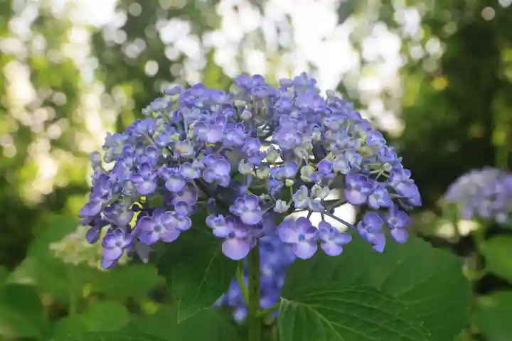 豊景神社の庭園