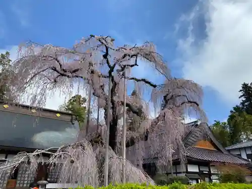 慈雲寺の庭園