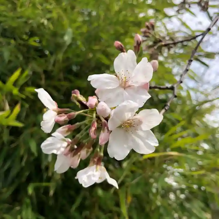 元郷氷川神社の自然