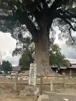 津江神社の{uncategorized: "未分類", other: "その他", undefined: "問題あり", building: "その他建物", grave: "お墓", sacred_gate: "鳥居", guardian: "狛犬", statue: "像", buddha: "仏像", history: "歴史", nature: "自然", garden: "庭園", animal: "動物", pagoda: "塔", temizu: "手水舎", mountain_gate: "山門・神門", sanctuary: "本殿・本堂", subordinate: "末社・摂社", art: "芸術", scenery: "景色", jizo: "地蔵", ema: "絵馬", goshuin: "御朱印", omikuji: "おみくじ", items: "授与品その他", amulet: "お守り", goshuincho: "御朱印帳", eats: "食事", festival: "お祭り", votive_dance: "神楽", shichigosan: "七五三参", wedding: "結婚式", experience: "体験その他", initially: "初詣", around: "周辺", anti_infection: "感染症対策"}