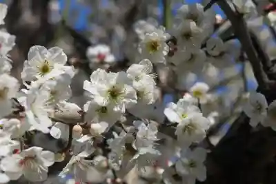 大松禅寺(京都府)