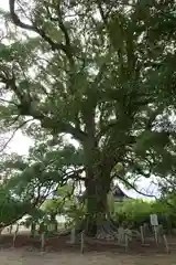 白鳥神社(香川県)