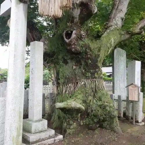 素鵞熊野神社の自然