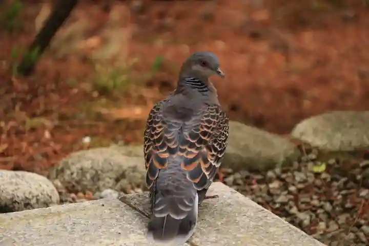 開成山大神宮の動物