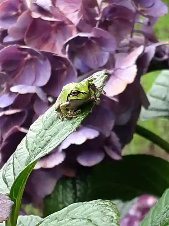 伏木香取神社の動物