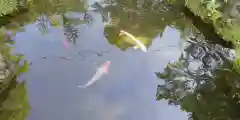 北海道護國神社の動物