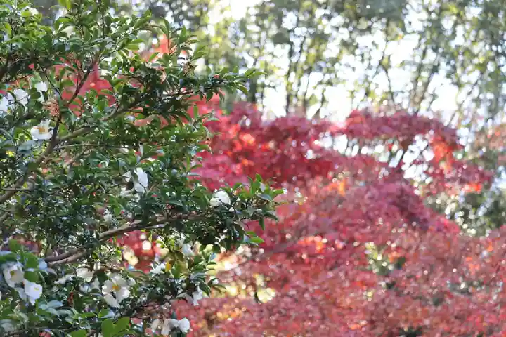 隨心院(随心院)(京都府)