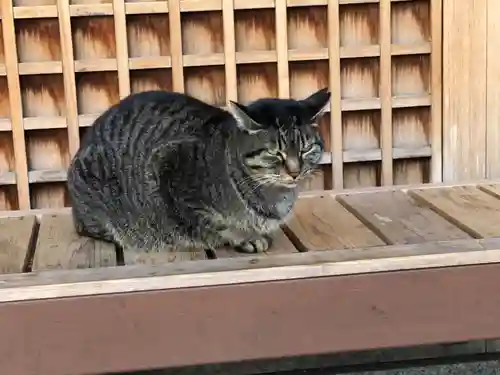 石切劔箭神社の動物