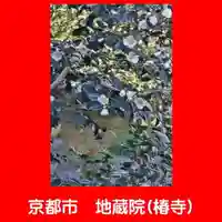 地蔵院(椿寺)(京都府)