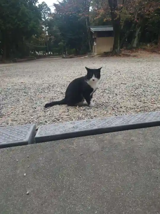 八幡社(柏井町)の動物