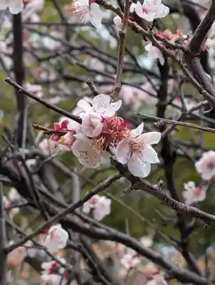 悟心寺(神奈川県)