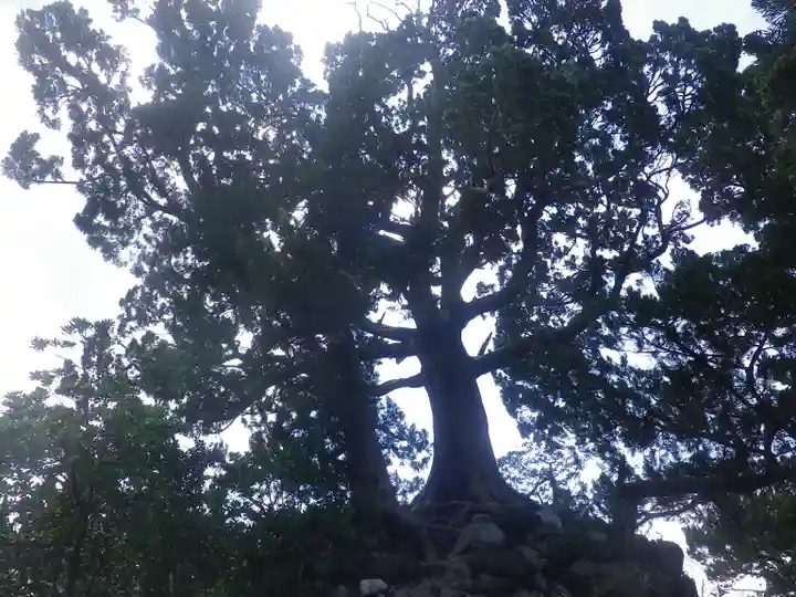 森戸大明神(森戸神社)の自然