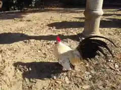 日吉神社の動物