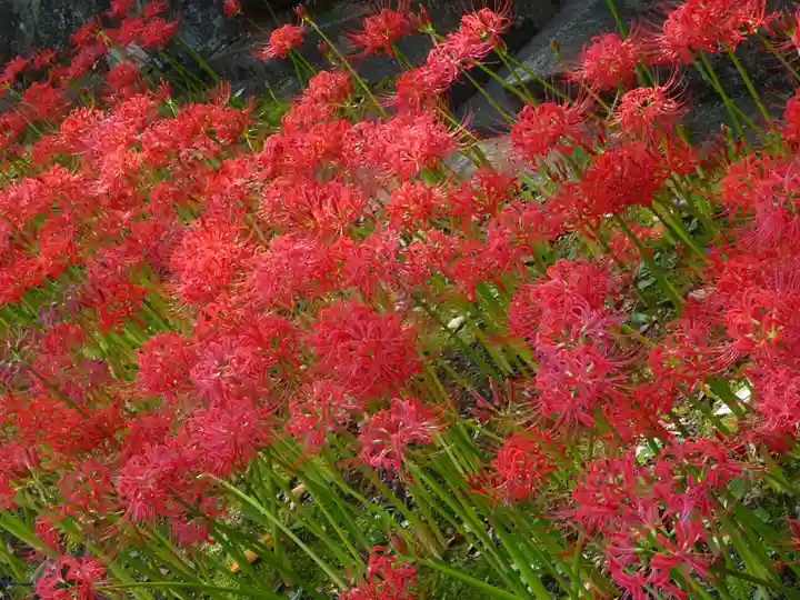 横浜 西方寺の自然
