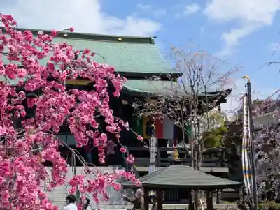 宝勝山　南藏院   蓮光寺(東京都)