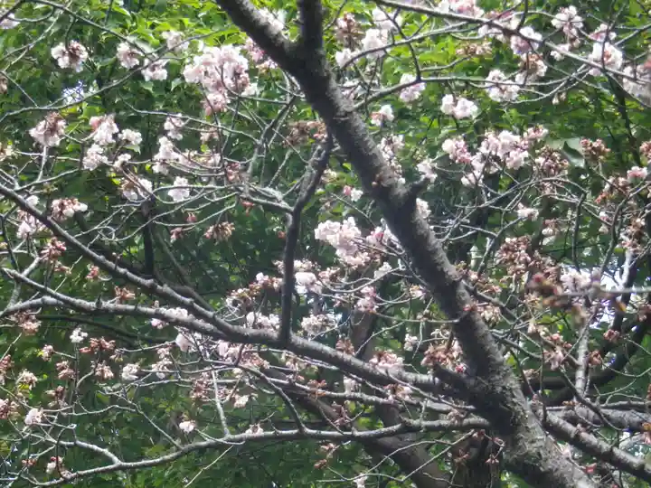 鶴岡八幡宮の自然