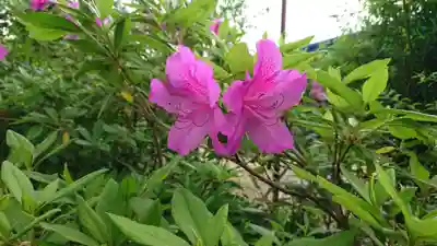 豆塚神社の自然