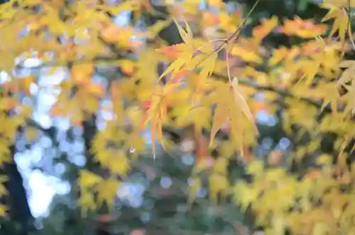 近江神宮(滋賀県)