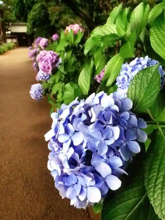 妙法寺(東京都)