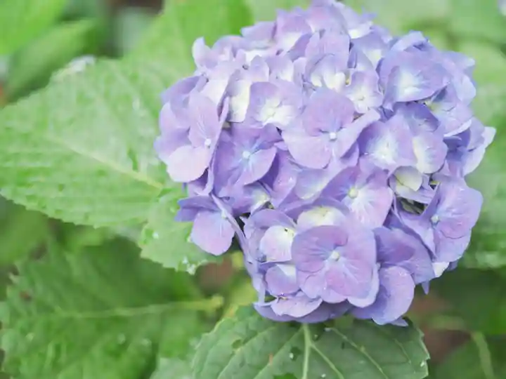 千住神社の自然