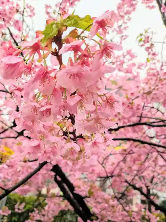 桜神宮(東京都)