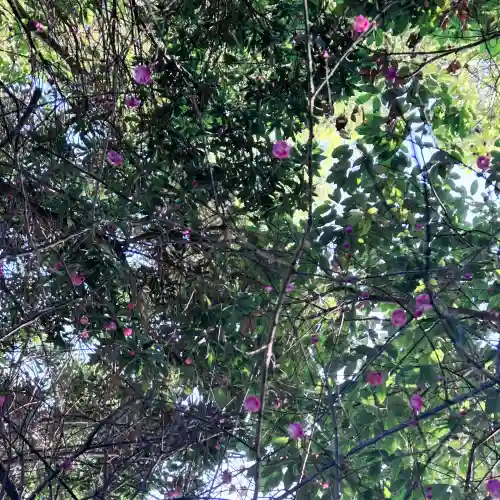 平尾八幡宮の{uncategorized: "未分類", other: "その他", undefined: "問題あり", building: "その他建物", grave: "お墓", sacred_gate: "鳥居", guardian: "狛犬", statue: "像", buddha: "仏像", history: "歴史", nature: "自然", garden: "庭園", animal: "動物", pagoda: "塔", temizu: "手水舎", mountain_gate: "山門・神門", sanctuary: "本殿・本堂", subordinate: "末社・摂社", art: "芸術", scenery: "景色", jizo: "地蔵", ema: "絵馬", goshuin: "御朱印", omikuji: "おみくじ", items: "授与品その他", amulet: "お守り", goshuincho: "御朱印帳", eats: "食事", festival: "お祭り", votive_dance: "神楽", shichigosan: "七五三参", wedding: "結婚式", experience: "体験その他", initially: "初詣", around: "周辺", anti_infection: "感染症対策"}