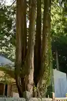 三島神社(藤縄森三島神社)(愛媛県)