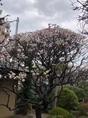 観音蜜寺（薬師院内）(神奈川県)