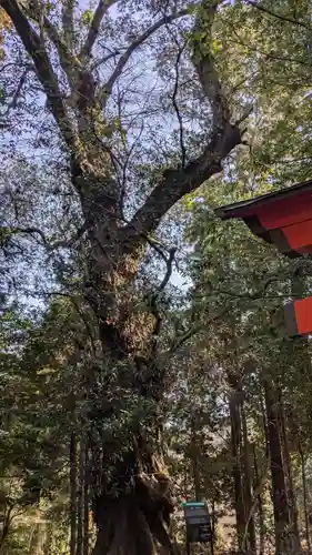 熊野神社の自然