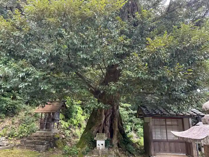 信露貴彦神社(福井県)