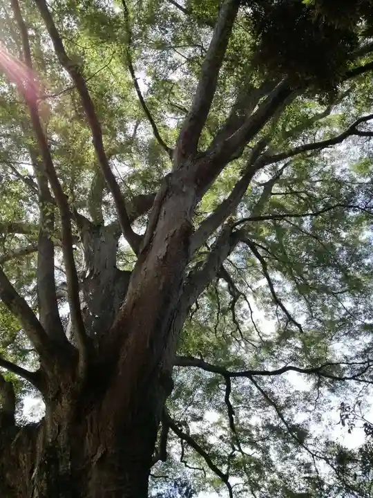 香取神社(関宿香取神社)の自然