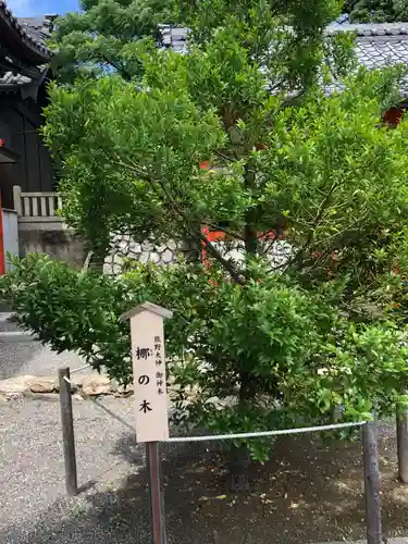 高塚熊野神社の自然