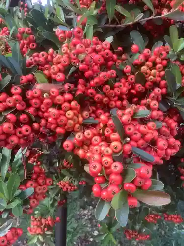 伊奴神社の自然