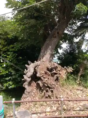 御霊神社（川名御霊神社）(神奈川県)