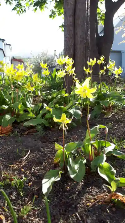 極楽山 浄土寺の自然