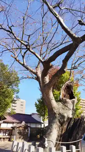 阿邪訶根神社の自然