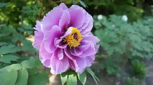 観音寺(千葉県)