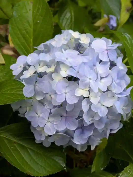 本土寺(千葉県)