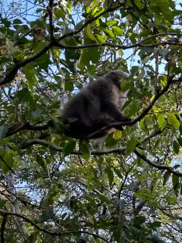 穂高神社奥宮(長野県)