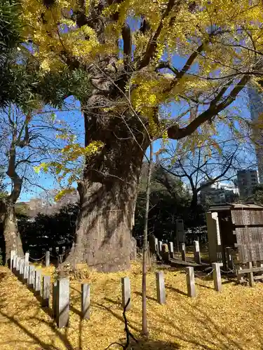 芝東照宮の自然