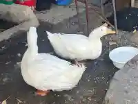 神泉苑(京都府)