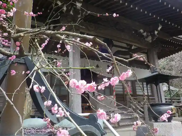 安國論寺(安国論寺)の自然